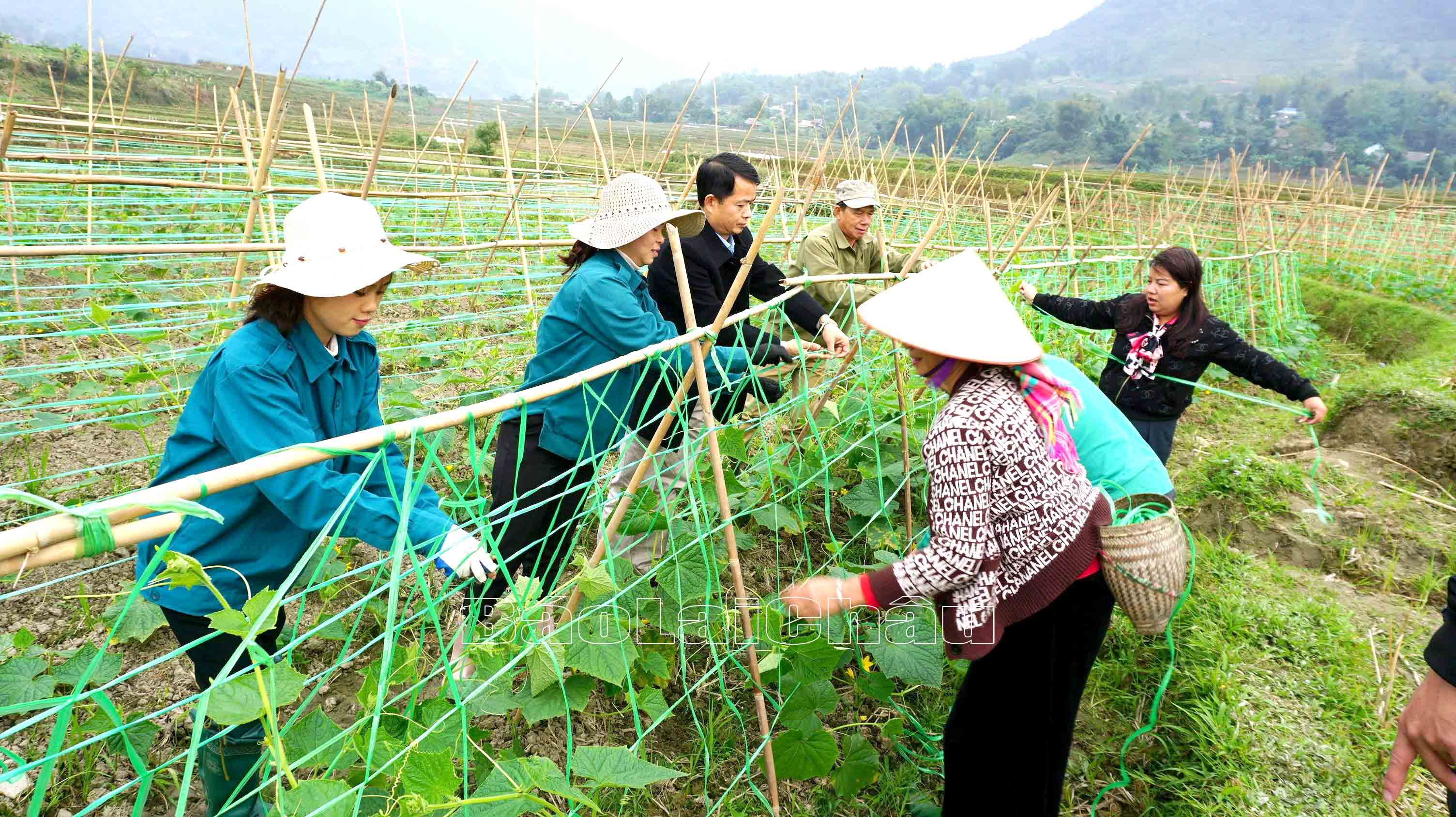 Cán bộ, công chức và Nhân dân xã Mường Cang phát triển mô hình trồng dưa chuột.